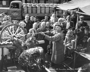 Wes Martin and Cecil Baker basting the Coronation Ox outside Town Hall, whilst the crowd watches, Wokingham in Berkshire c1953
