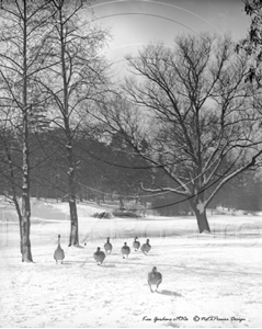 Picture of Surrey - Kew Gardens c1930s - N789