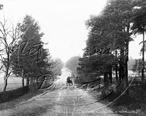 Picture of Surrey - Camberley, King's Ride c1910s - N1424