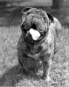 Picture of Misc - Animals, Dog c1930s - N754